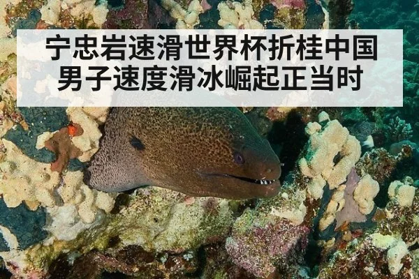 宁忠岩速滑世界杯折桂中国男子速度滑冰崛起正当时